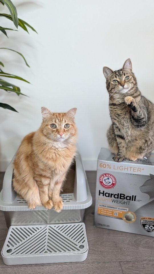 Instagram post by @gingiandluna for ARM and HAMMER. Caption reads: My forever soul kitty, Gingi! I love brands who....