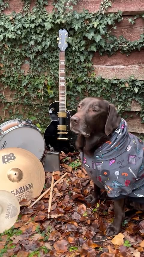 Instagram post by @chocolatelabsimba for Spark Paws. Caption reads: [...] How you like my new @sparkpawsofficial....