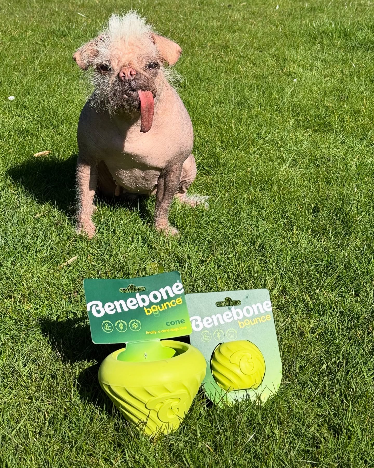 Instagram post by @peggythehairlesspug for Benebone. Caption reads: [...] you all about my new favorite toys—the....