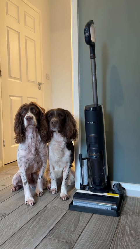 Instagram post by @roamingwitheightpaws for Tineco. Caption reads: A must have for all pet owners AD @tinecoglobal....