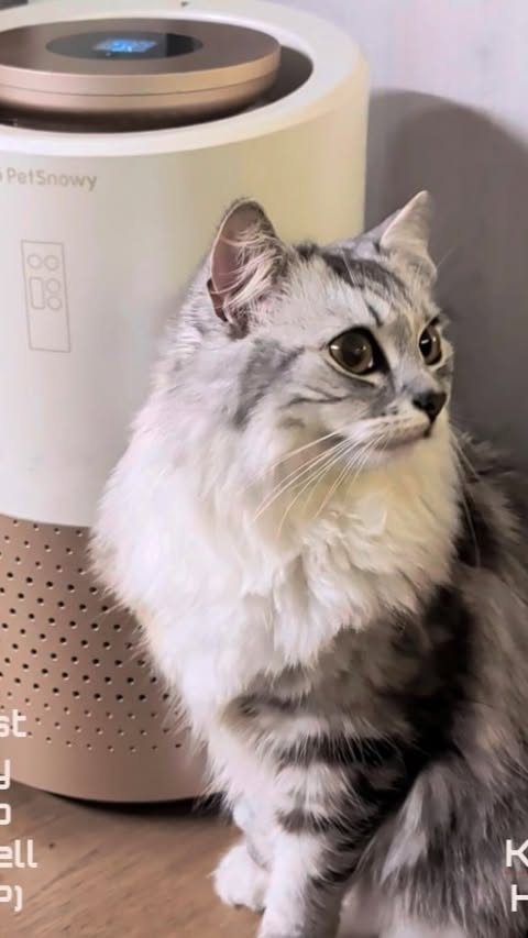 Instagram post by @kirstiandhercats for PetSnowy. Caption reads: [...] the Fluff Empress, tested the PetSnowy Pet....