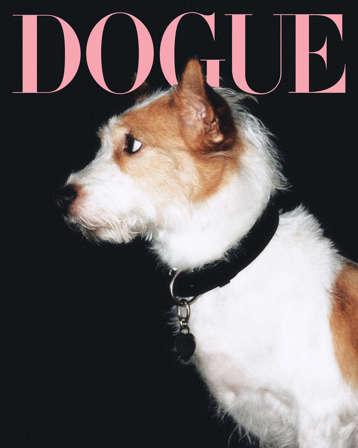 Instagram post by @roses_are_rosie for Vogue. Caption reads: @roses_are_rosie’s pup @hank_says_hank is all....