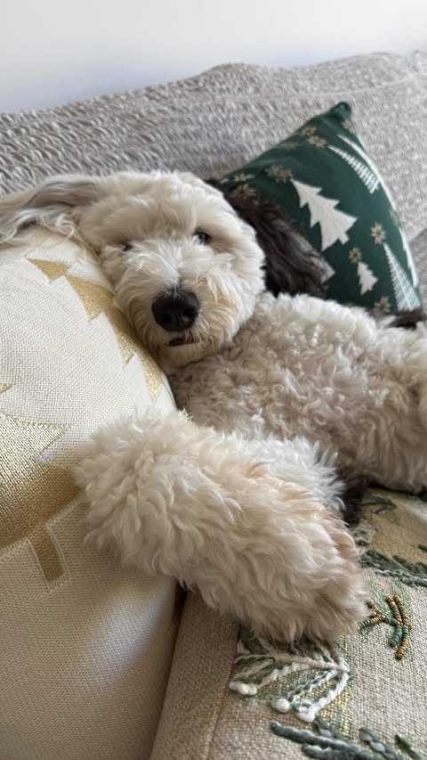 Instagram post by @tobytheminisheepadoodle for Mamma Mia Covers. Caption reads: Guess they’ve never heard of @mammamiacovers....
