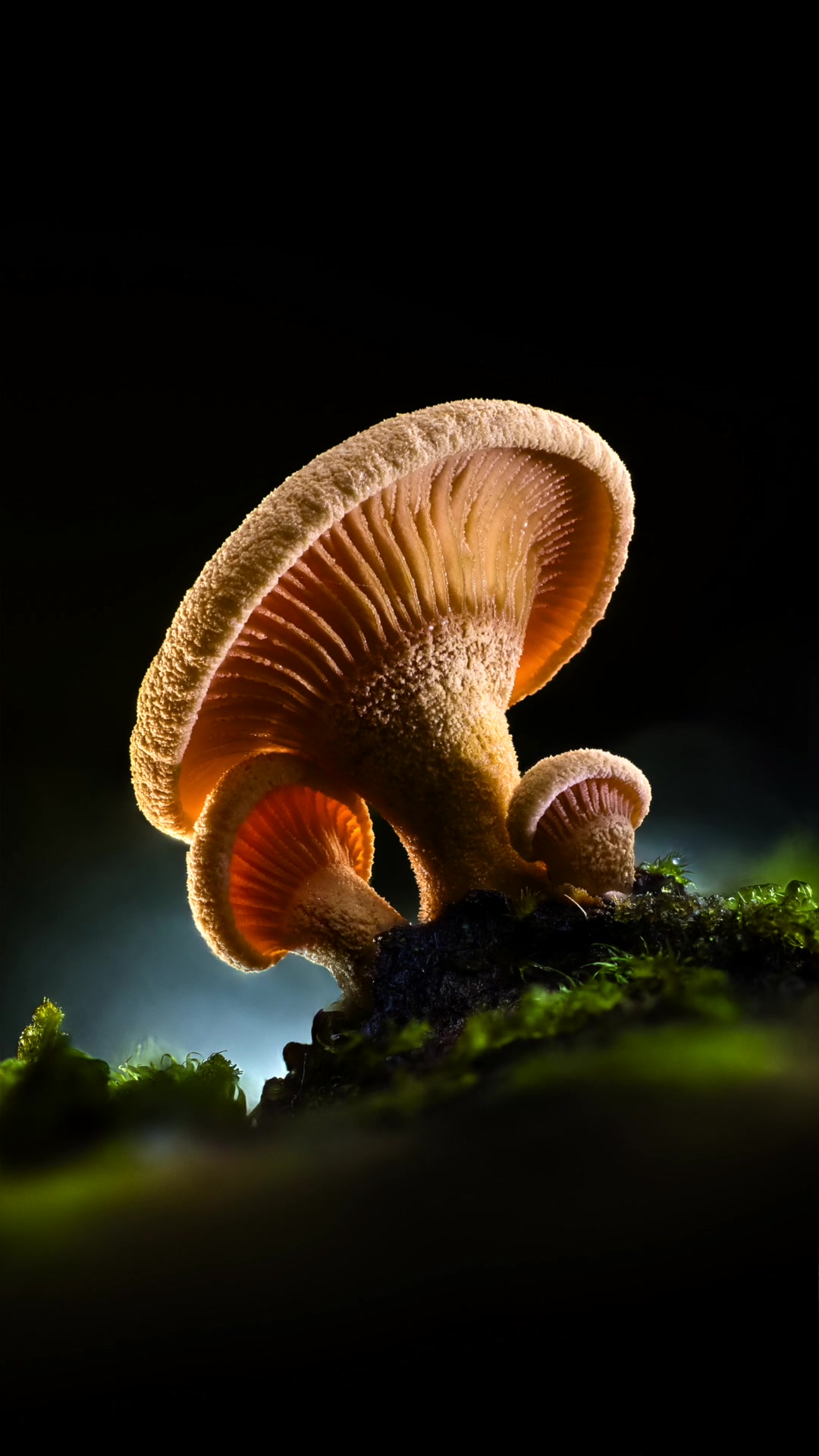 TikTok post by @danielaucoinfineart for amaran. Caption reads: [...] tiny family of mushrooms 🍄 Lit with two....