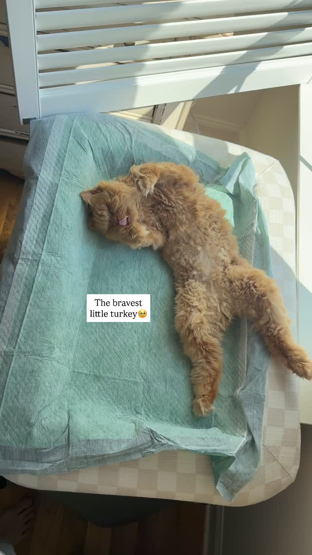 Instagram post by @cappybears for Earth Rated. Caption reads: Cappy just finished his at-home acupuncture....