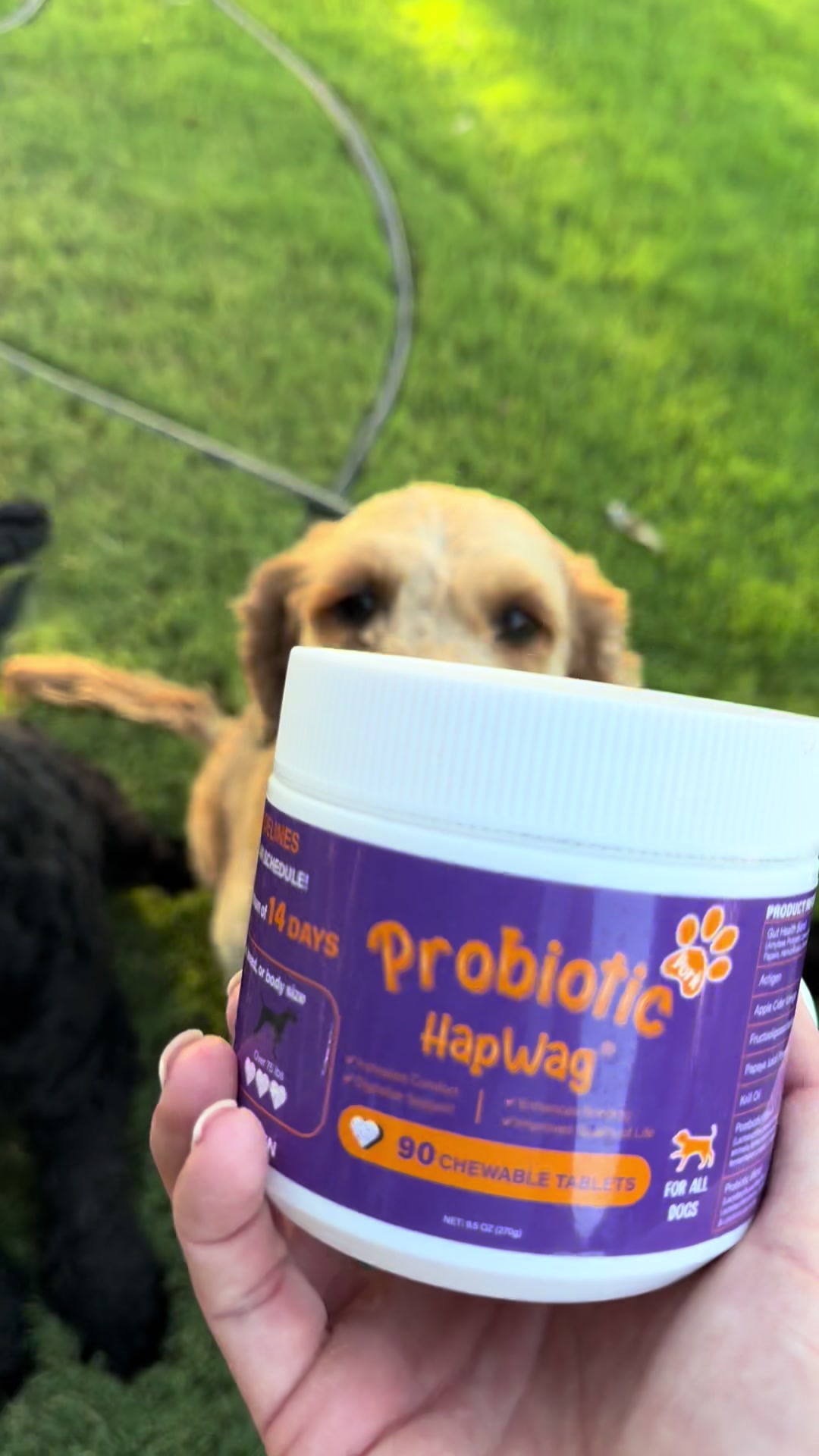 TikTok post by @wrightmomma4 for Hapwag Pets. Caption reads: [...] #dogsoftiktok #goldendoodle @HAPWAG PETS we....