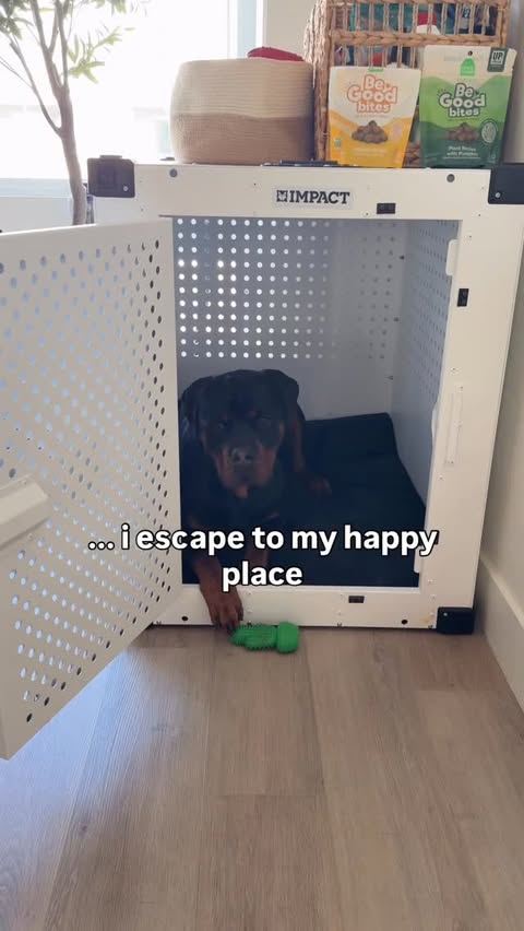 Instagram post by @kingrextherott for Impact Dog Crates. Caption reads: [...] is chaos… I head straight to my....