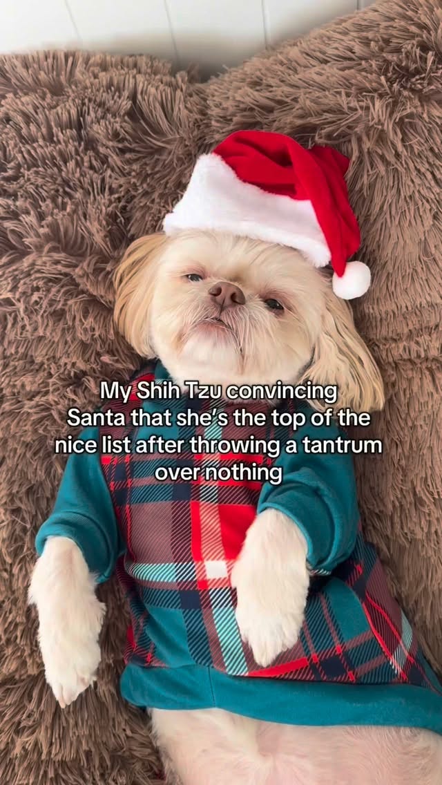 Instagram post by @blondeandtzus for Spark Paws. Caption reads: Santa please believe me! 🥺🙏🎅 #sparkpaws....