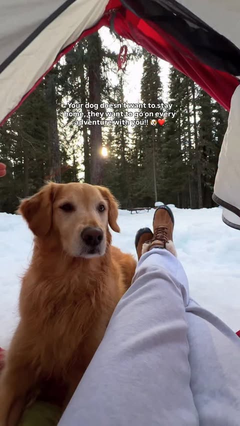 Instagram post by @yakeandmarie for ORIJEN Petfoods. Caption reads: Your dog doesn’t want to stay home, they want to....