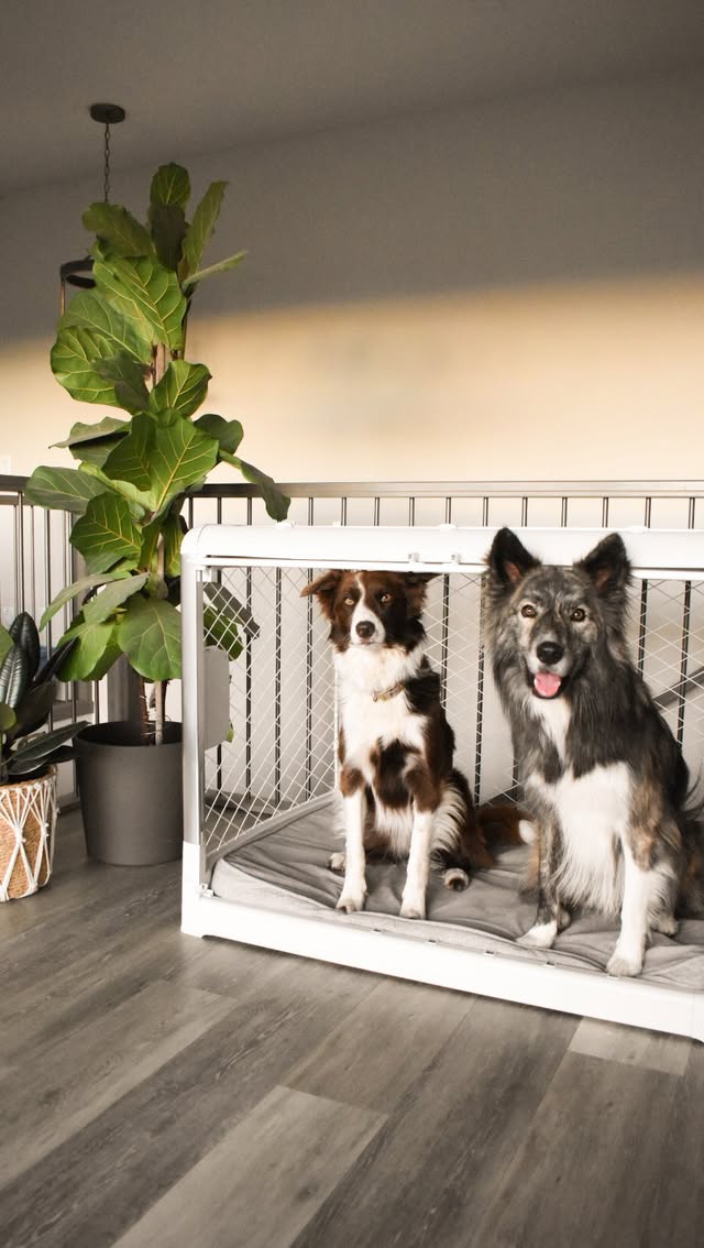 Instagram post by @thecollieandthewolf for Diggs. Caption reads: [...] 6 months since we made the switch to....