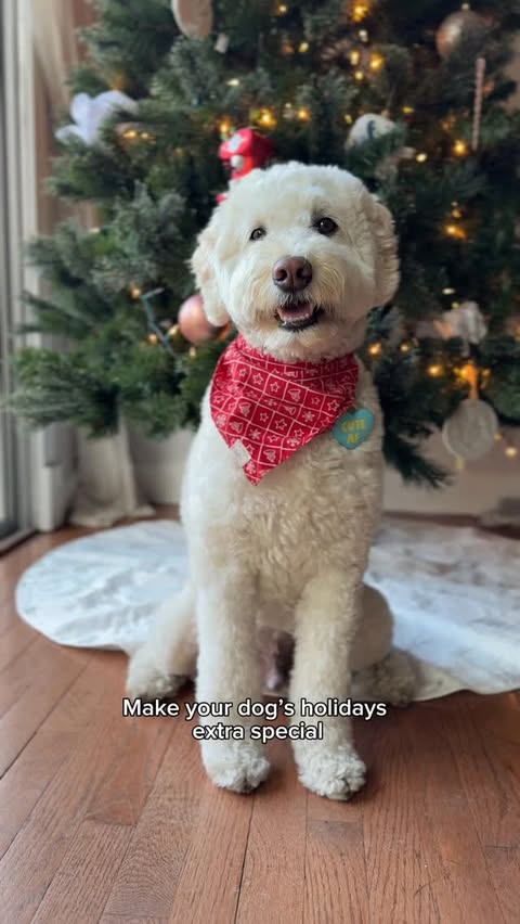 Instagram post by @mostlythedoodle for Oneisall. Caption reads: Mostly’s holiday upgrade: endless fresh water and....