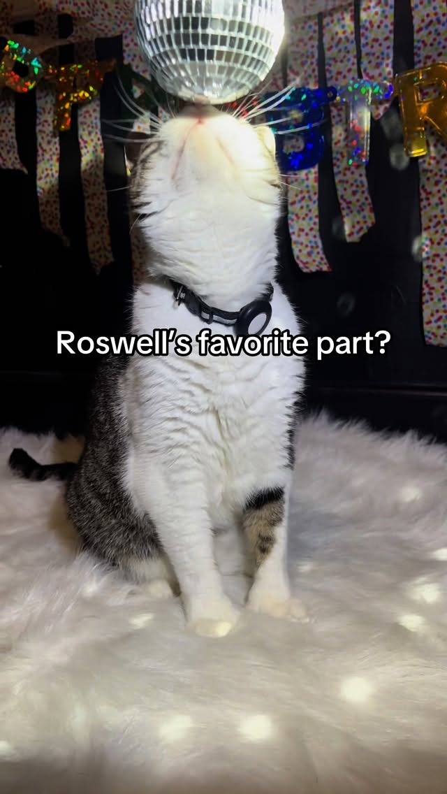 Instagram post by @catnamedroswell for Wellness Pet Food. Caption reads: Who are we kidding, we celebrate Roswell everyday,....