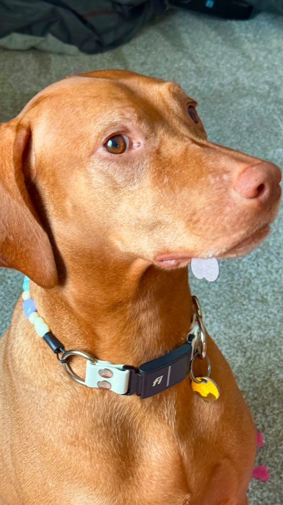 Instagram post by @waffles_the_vizsla for The Dog Agency. Caption reads: This is why we can’t have nice things 😅.