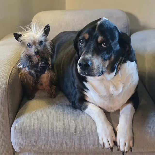 Instagram post by @wolfgang2242 for The Farmer's Dog. Caption reads: As the year comes to a close, it's a great time to....