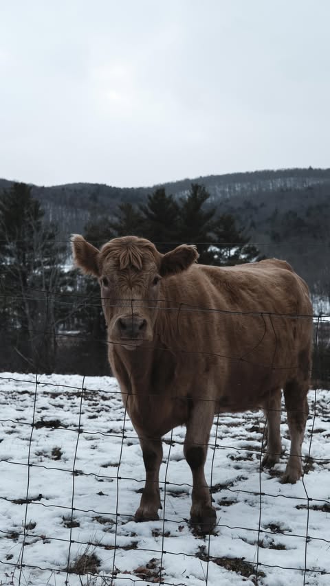 Instagram post by @lucaszfitz for Bespoke Post. Caption reads: [...] with a @campsnapcamera from the @bespokepost....