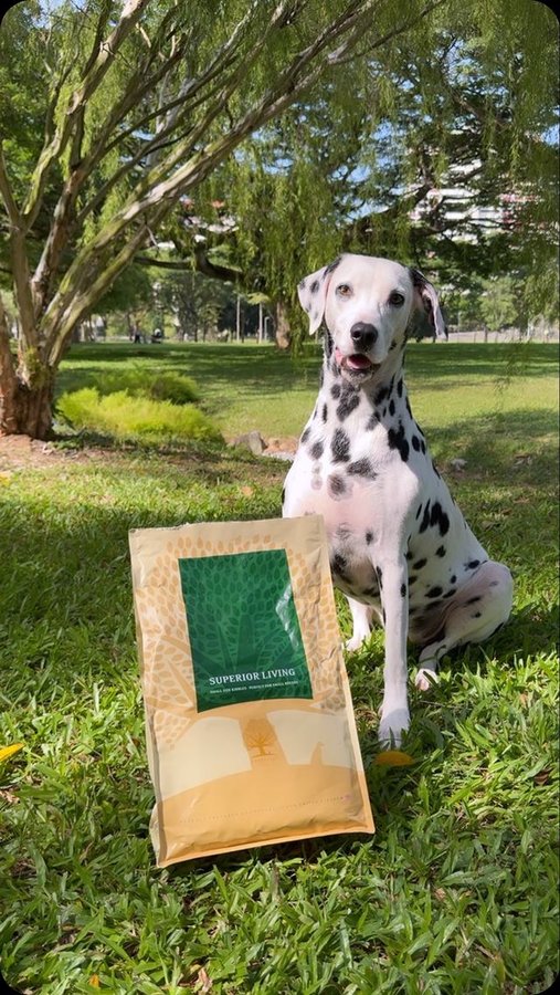 Instagram post by @spottytheswissdalmatian for ESSENTIAL FOODS. Caption reads: Wait for the dribble at the end if you really want....