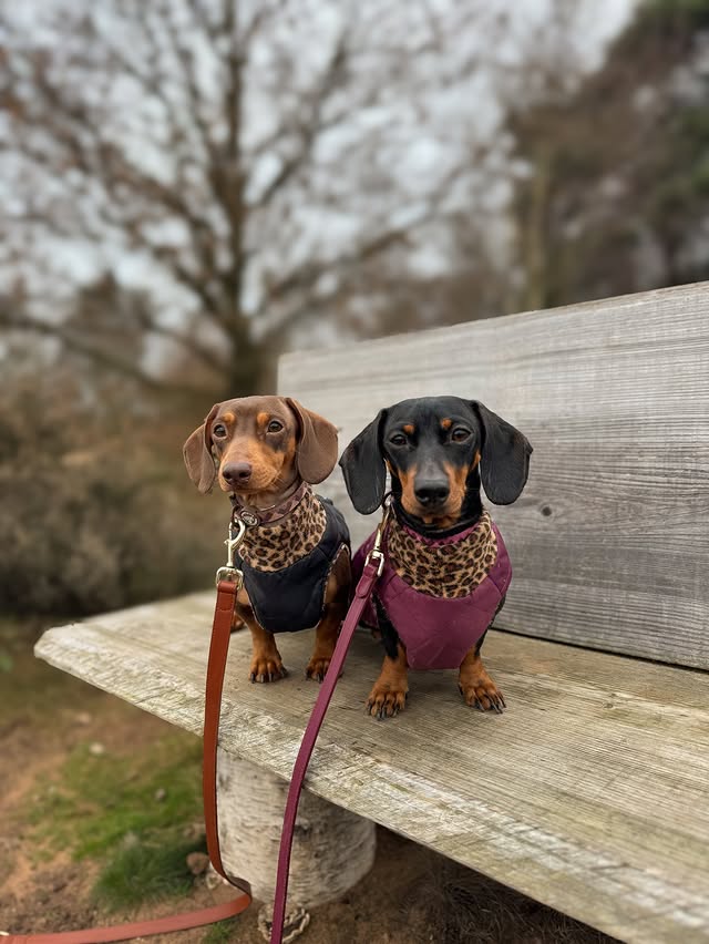 Instagram post by @thesausageandlabadventures for Hugo and Ted. Caption reads: [...] and the coats had to come off 😂 @hugoandted....