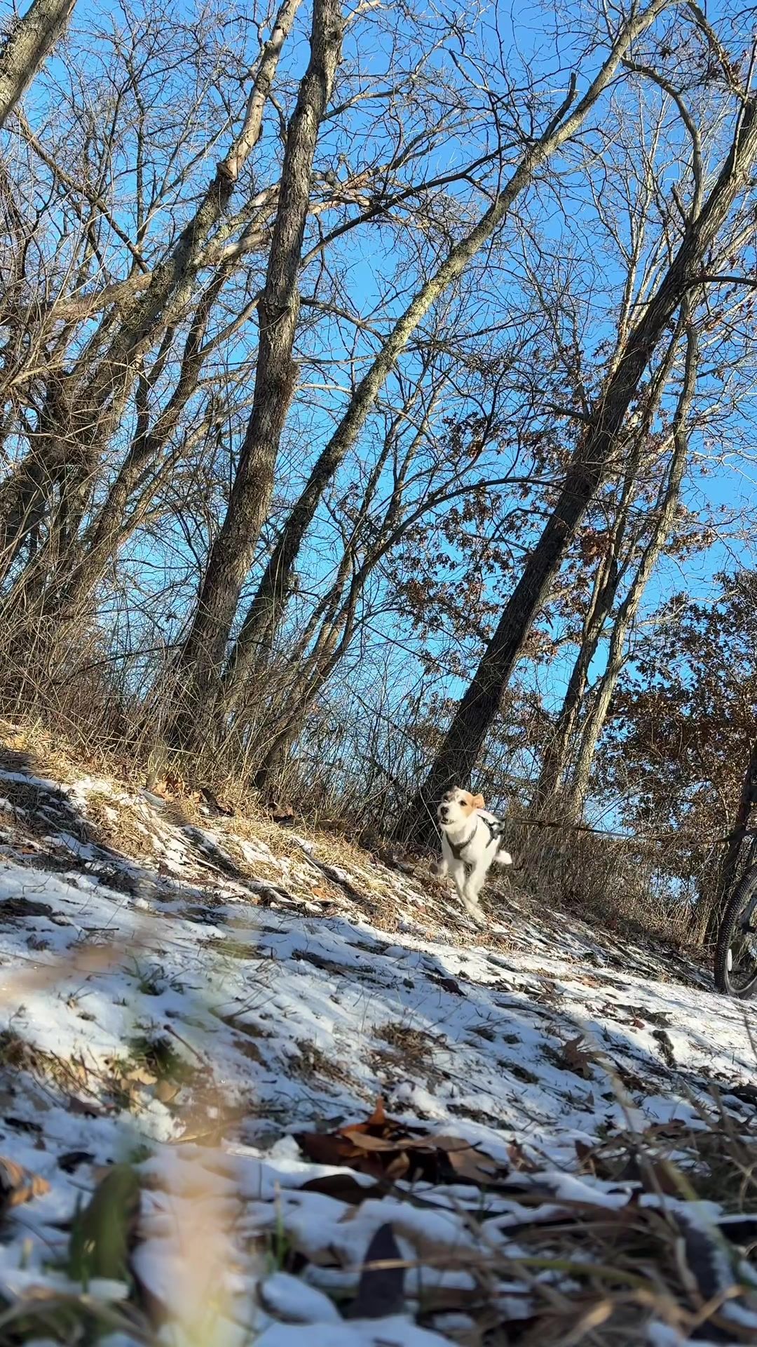 TikTok post by @tinyterriertyranny for PetSmart. Caption reads: [...] you can find WHIMZEES Brushzees at @PetSmart....