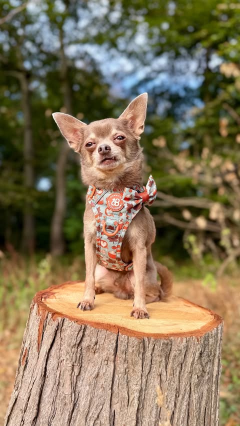 Instagram post by @thechihuahua_squad for Pawsome Paws Boutique. Caption reads: [...] Rico Wearing Pumpkin Spice🎃🍂....