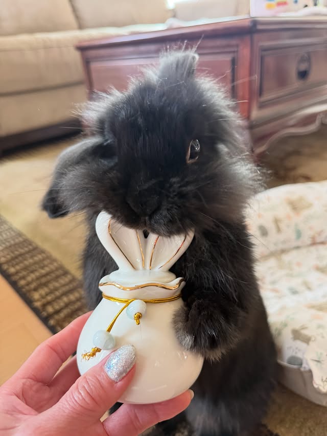 Instagram post by @bestie_boba_bunny for Lafeber Pet Birds. Caption reads: Thank you @lafebersmallmammals for the cutest....