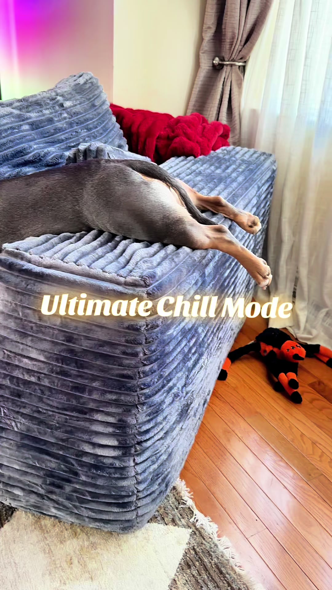 TikTok post by @bigglesworld for Kradle. Caption reads: [...] just needs a little help relaxing. 🐶🐾....