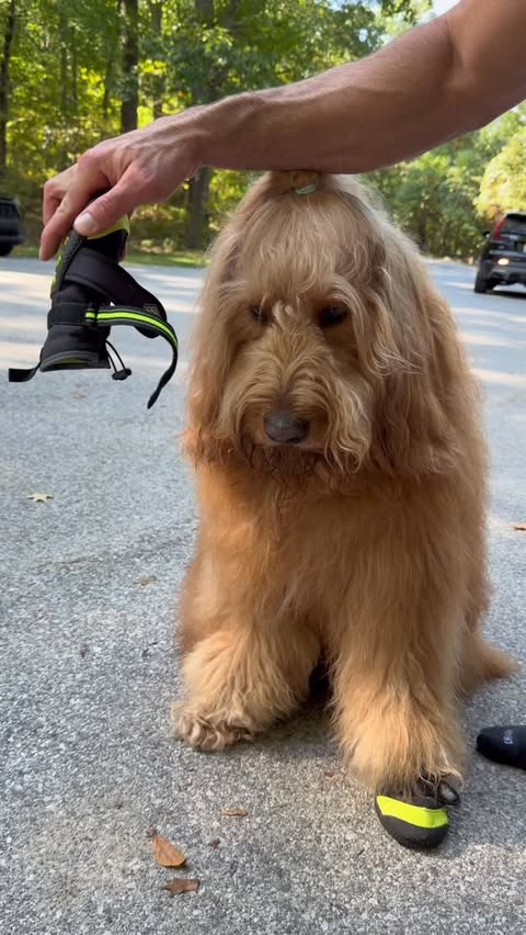 Instagram post by @brodiethatdood for ORIJEN Petfoods. Caption reads: Brodie is giving away an adventure kit! Just....