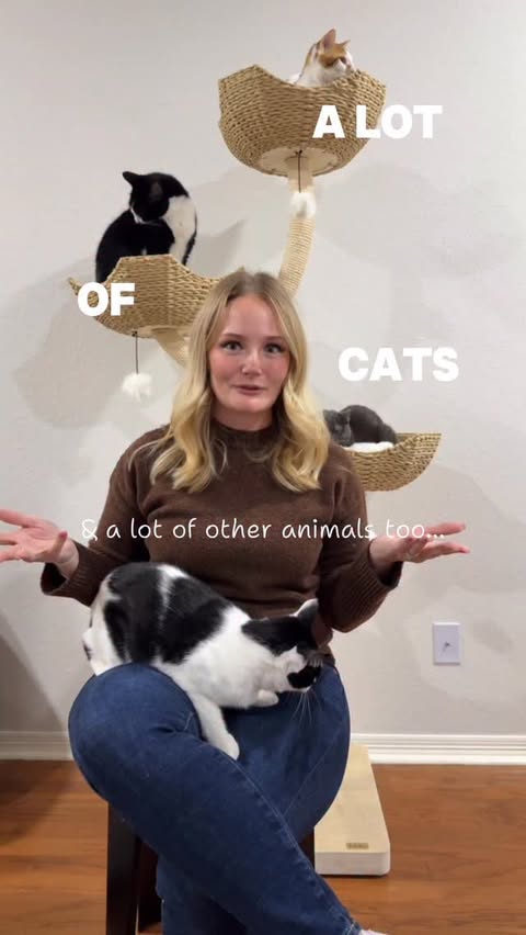 Instagram post by @hoogie_bear_ for Dutch. Caption reads: [...] vet care from anywhere? Count me in 🤗....