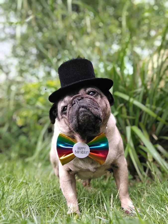 Instagram post by @lilrascalpug for Frankys Bowtique. Caption reads: F r a n k y ' s  B o w t i q u e  t u r n s ....