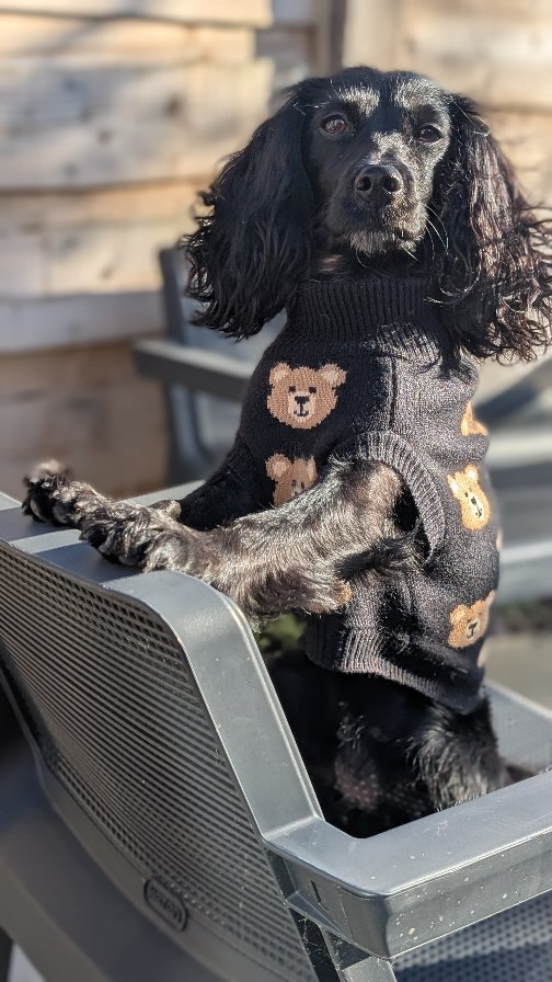 Instagram post by @hugsydaisy for Spark Paws. Caption reads: [...] Bear Sweater in size L from....