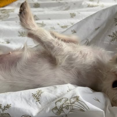 Instagram post by @luluswilson for Pups Without Borders. Caption reads: [...] barstow beanie! rescued from....