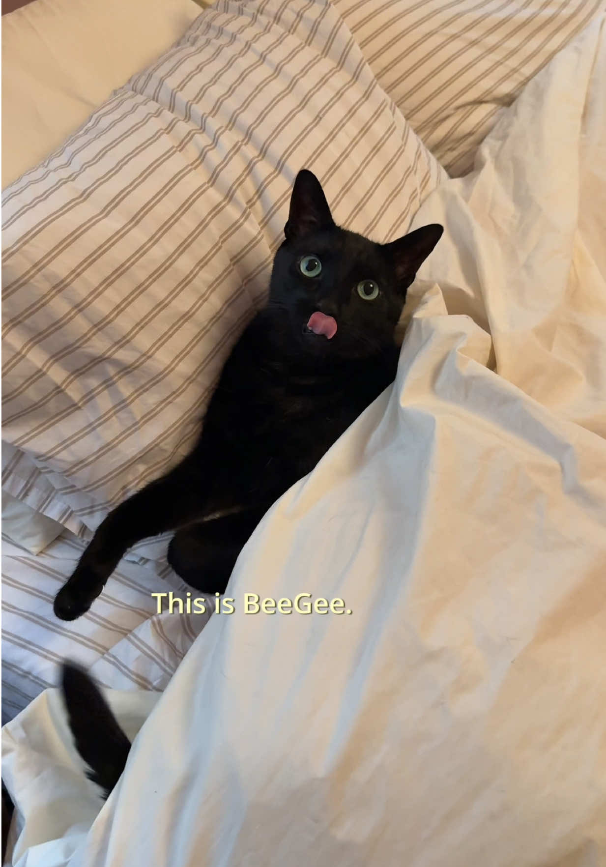 TikTok post by @camillelenore for Brooklinen. Caption reads: Best in bed with @Brooklinen ❤️ And that’s coming....