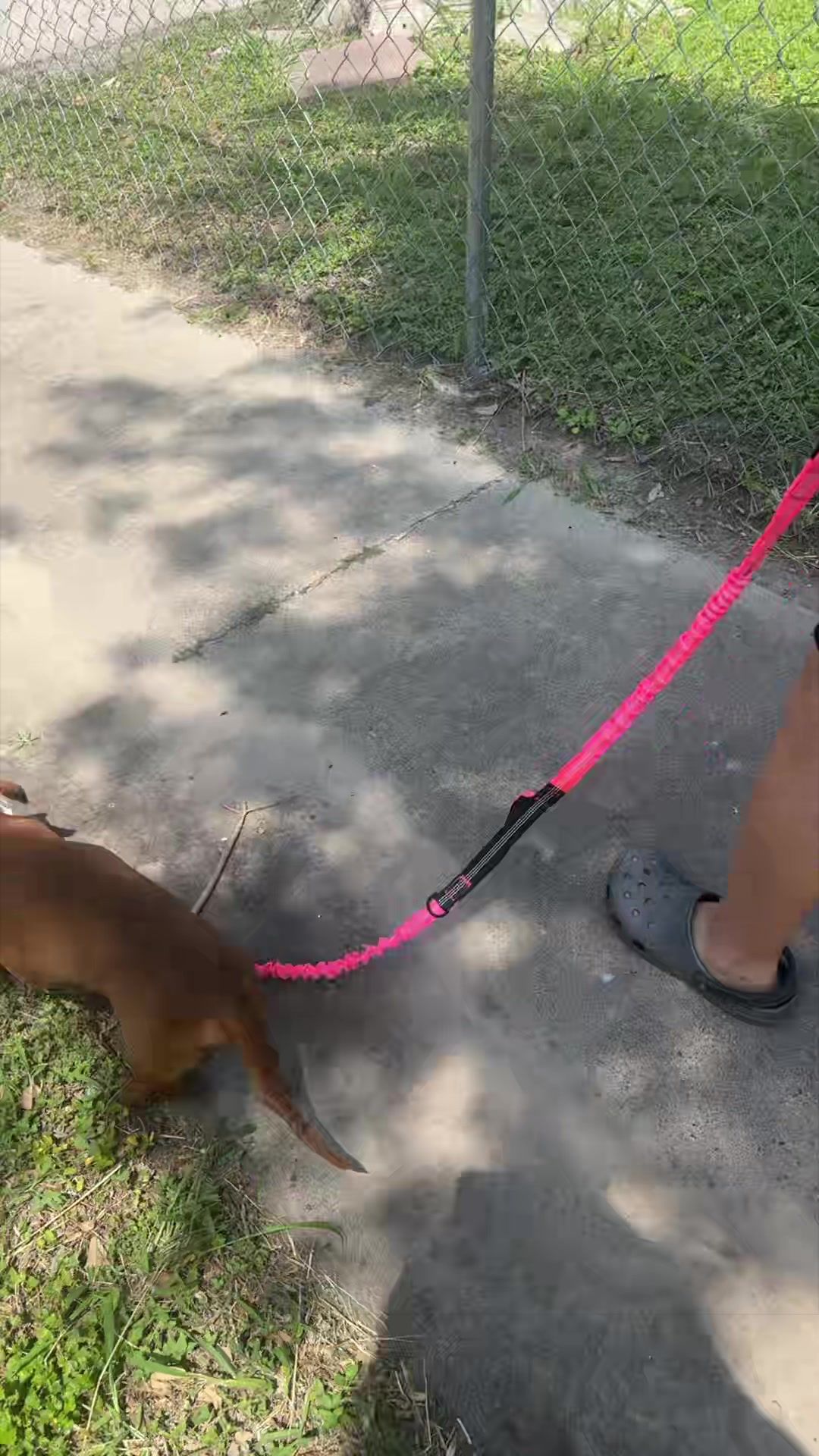 TikTok post by @omonica1 for iYoShop. Caption reads: @iYoShop US #puppiesoftiktok #handsfreeleashbelt....