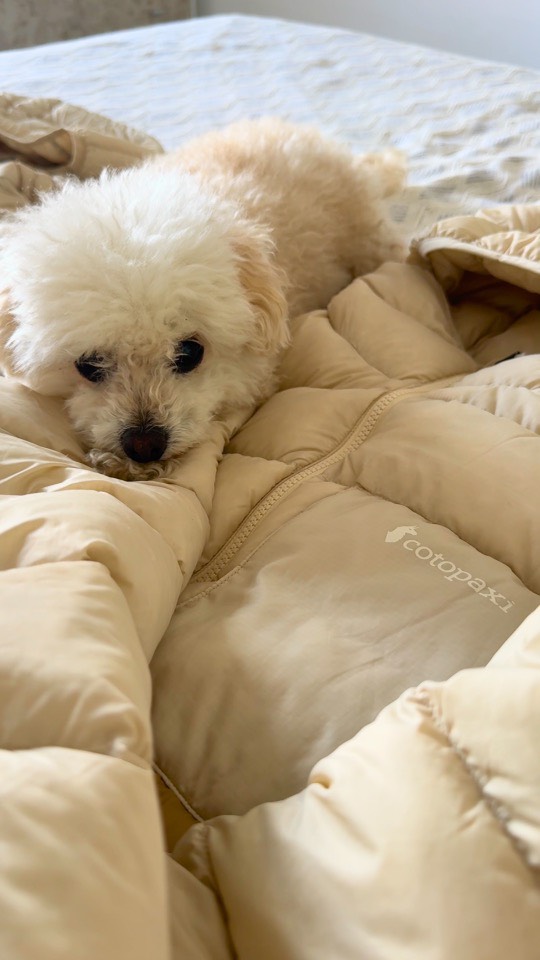 Instagram post by @pepper.steps for Cotopaxi. Caption reads: [...] to go wrong when choosing between the....