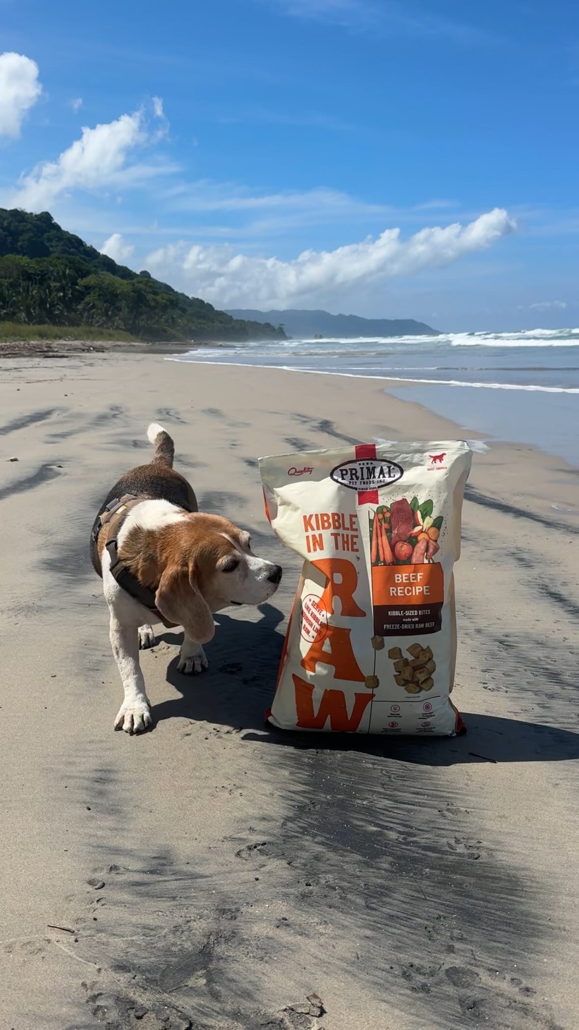 Instagram post by @elizabeth.gervais for Primal Pet Foods. Caption reads: Toned, tanned and well nourished 🐶....