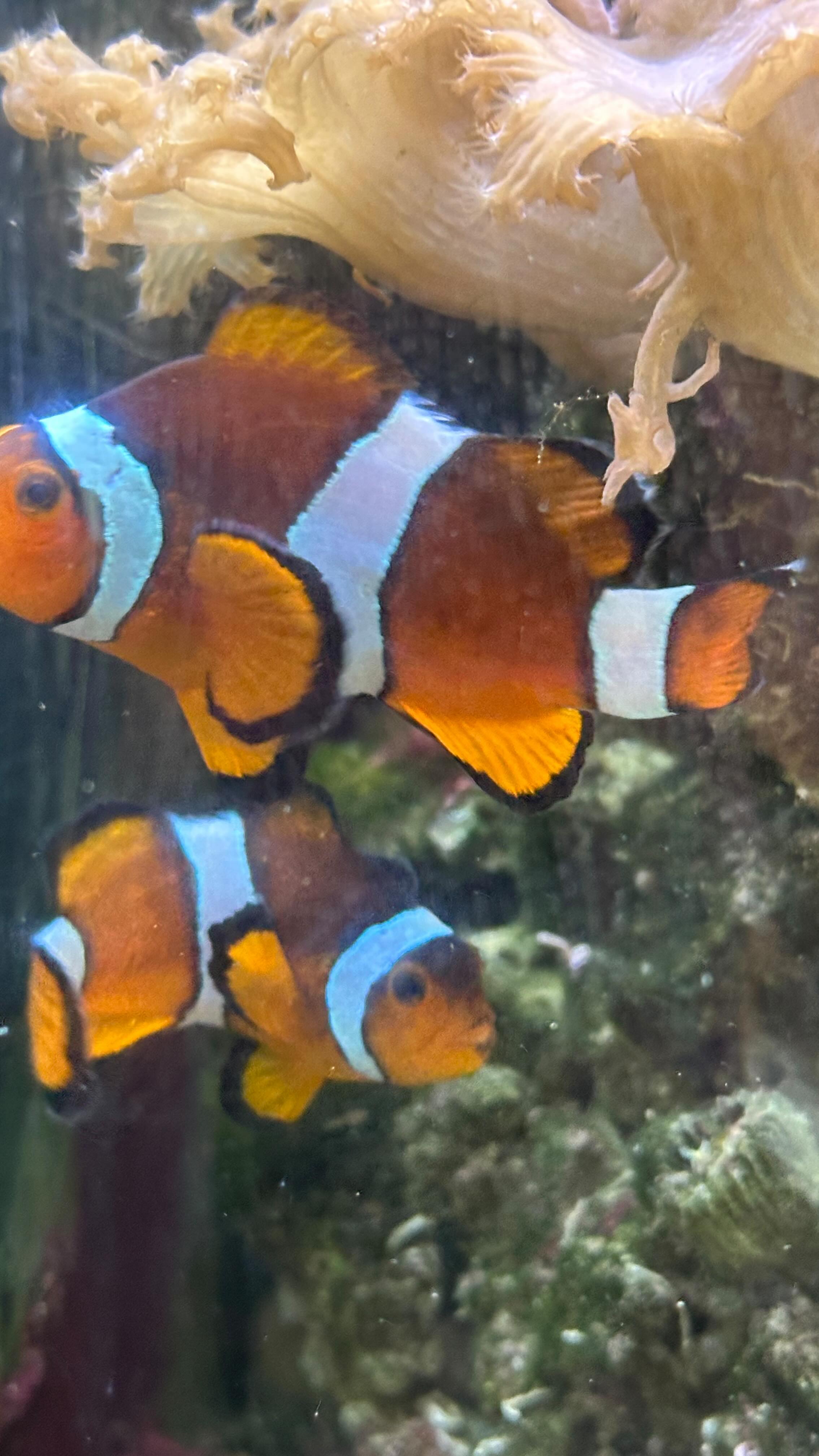 Instagram post by @camillalaurie_ for DOOGEE. Caption reads: [...] per i vostri pad, viaggi, foto! Il Doogee v....