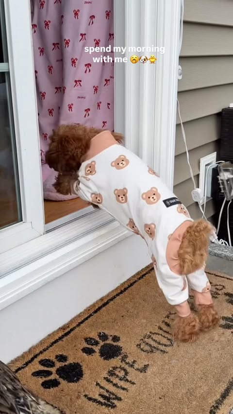 Instagram post by @the_hayeks for Solid Gold Pet. Caption reads: [...] me 🥱🐶🐥
Shop the link in my bio 🔗....