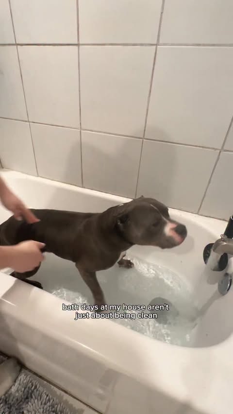 Instagram post by @mythologicaldogs for Skout's Honor. Caption reads: [...] want to give back to you guys....