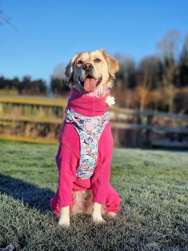 Instagram post by @bella_the_retriever21 for Bailey and Coco. Caption reads: [...] come soon enough 🥰 Wearing the new....