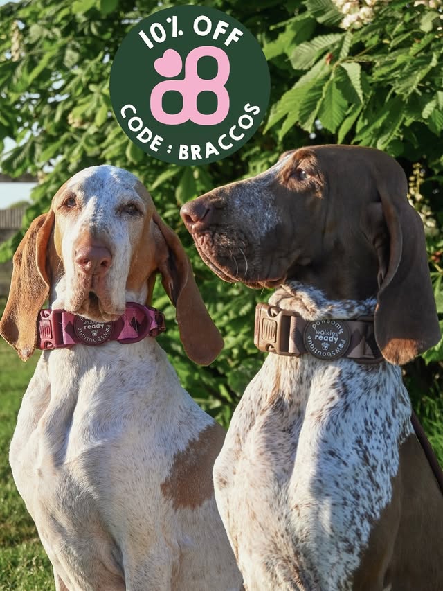 Instagram post by @ciaobraccos for Pawsome Paws Boutique. Caption reads: [...] it but the girls are now proud....