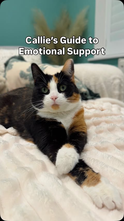 Instagram post by @a.cat.named.callie for Lily's Kitchen. Caption reads: Introducing… Callie’s Guide To Emotional Support....