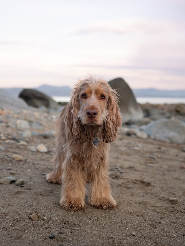 Instagram post by @harley_showcockerspaniel for More Years. Caption reads: Evening beach strolls with pretty skies 🌅 Hope....