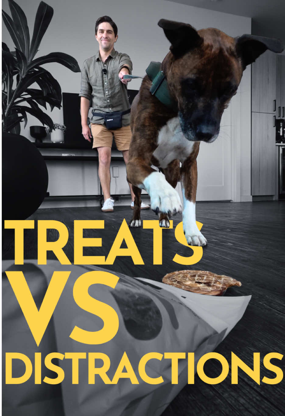TikTok post by @thepainfreepettrainer for Pupford. Caption reads: [...] THE TREAT?) #dogtrainer #dogtraining....