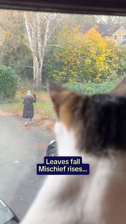 Instagram post by @lady.lola.and.her.boys for Purina. Caption reads: Ever wondered what cats get up to when the weather....