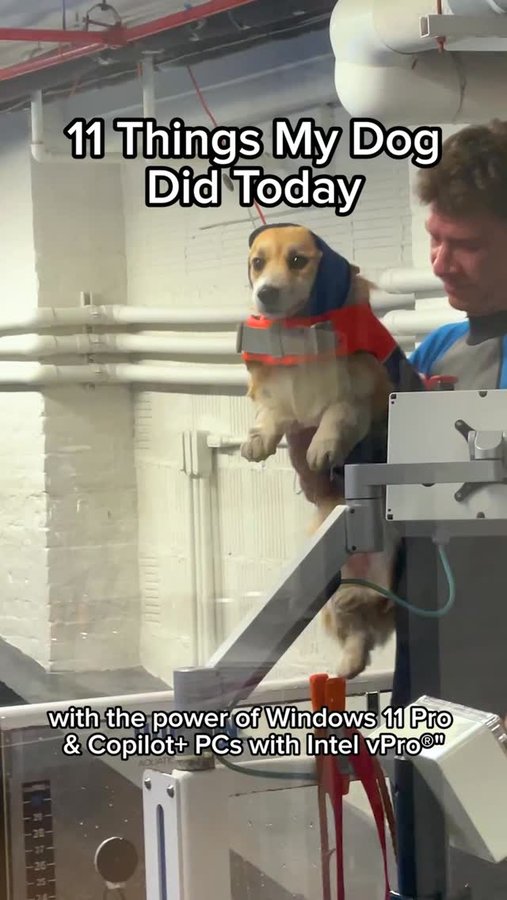 Instagram post by @madmax_fluffyroad for Entrepreneur. Caption reads: Even with advanced arthritis, Maxine never stops....