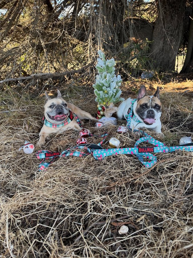 Instagram post by @somefrenchienamedapollo for Bullhug. Caption reads: [...] their new holiday themed harnesses from....
