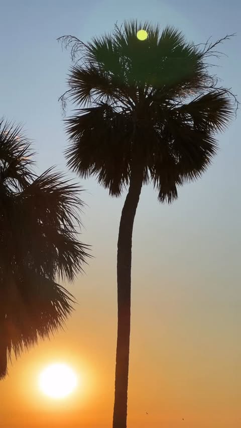 Instagram post by @lexmille.r for Hawaiian Tropic. Caption reads: [...] paid brand deal with @hawaiiantropic....