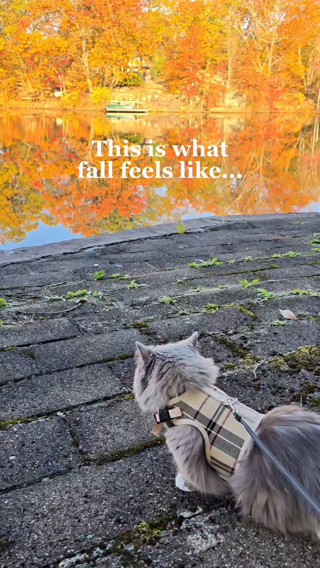 Instagram post by @munchkinstevie for Wellness Pet Food. Caption reads: Celebrating Nonna’s adoptaversary with extra....