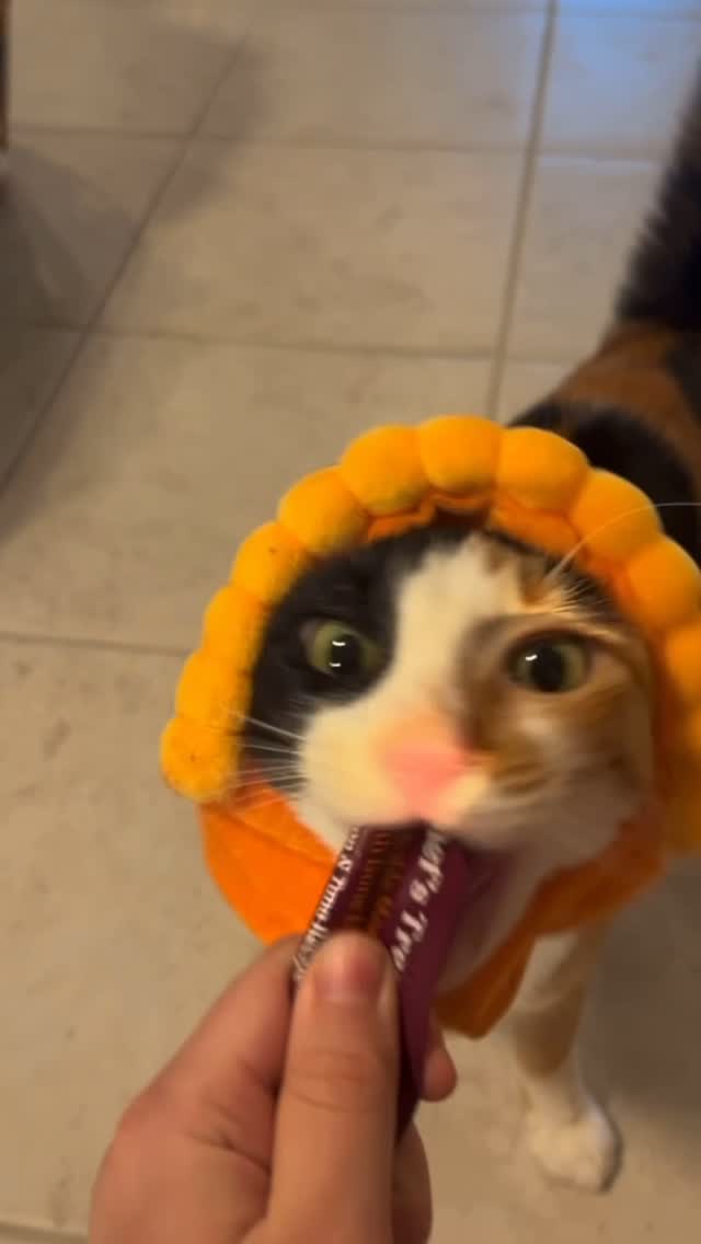 Instagram post by @shakeywobbles for Made by Nacho. Caption reads: [...] hat is flying off just looking at the....