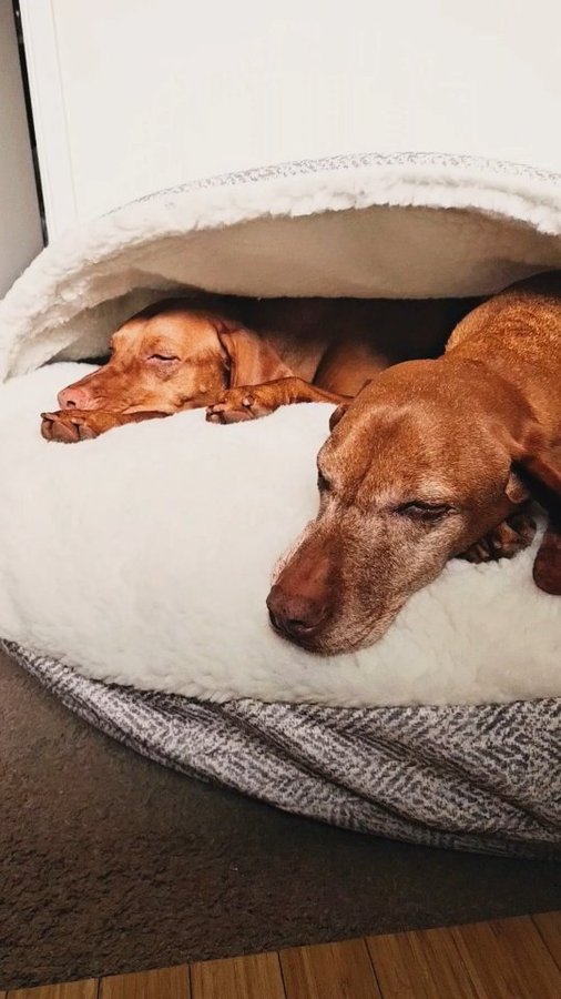 Instagram post by @mywhiskeygirl for Snoozer Pet Products. Caption reads: Spring cleaning isn't just for humans! I recently....