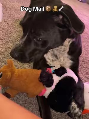 TikTok post by @cutee_thangg for Mighty Paw. Caption reads: [...] also! 👏🏼👏🏼😅🦴🐾 @BARK @FluentPet....